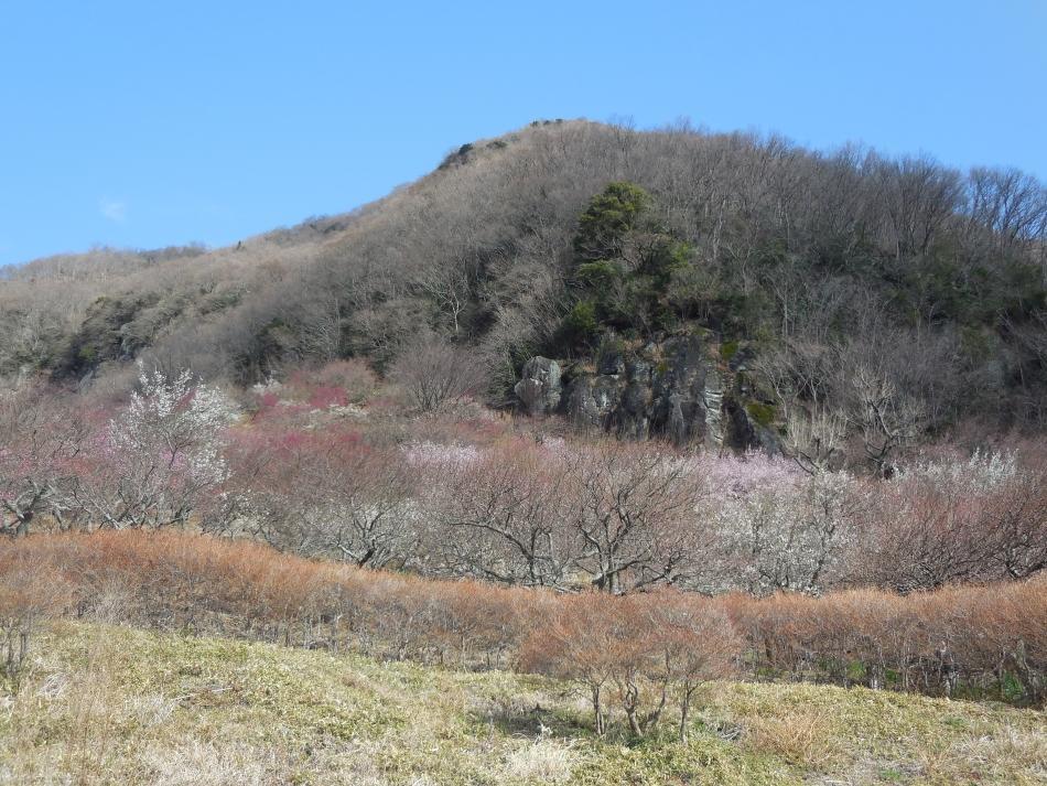 湯河原温泉 旅館　魚判 湯河原町 エクステリア 写真